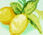 Elbow Sleeve Pullover - Lemon Trees